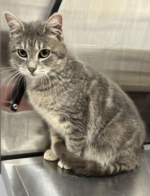 Enlarge Apollo, a ADOPTABLE Domestic Short Hair in Mount Royal, NJ image 1/2