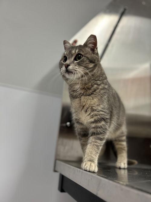 Enlarge Apollo, a ADOPTABLE Domestic Short Hair in Mount Royal, NJ image 2/2