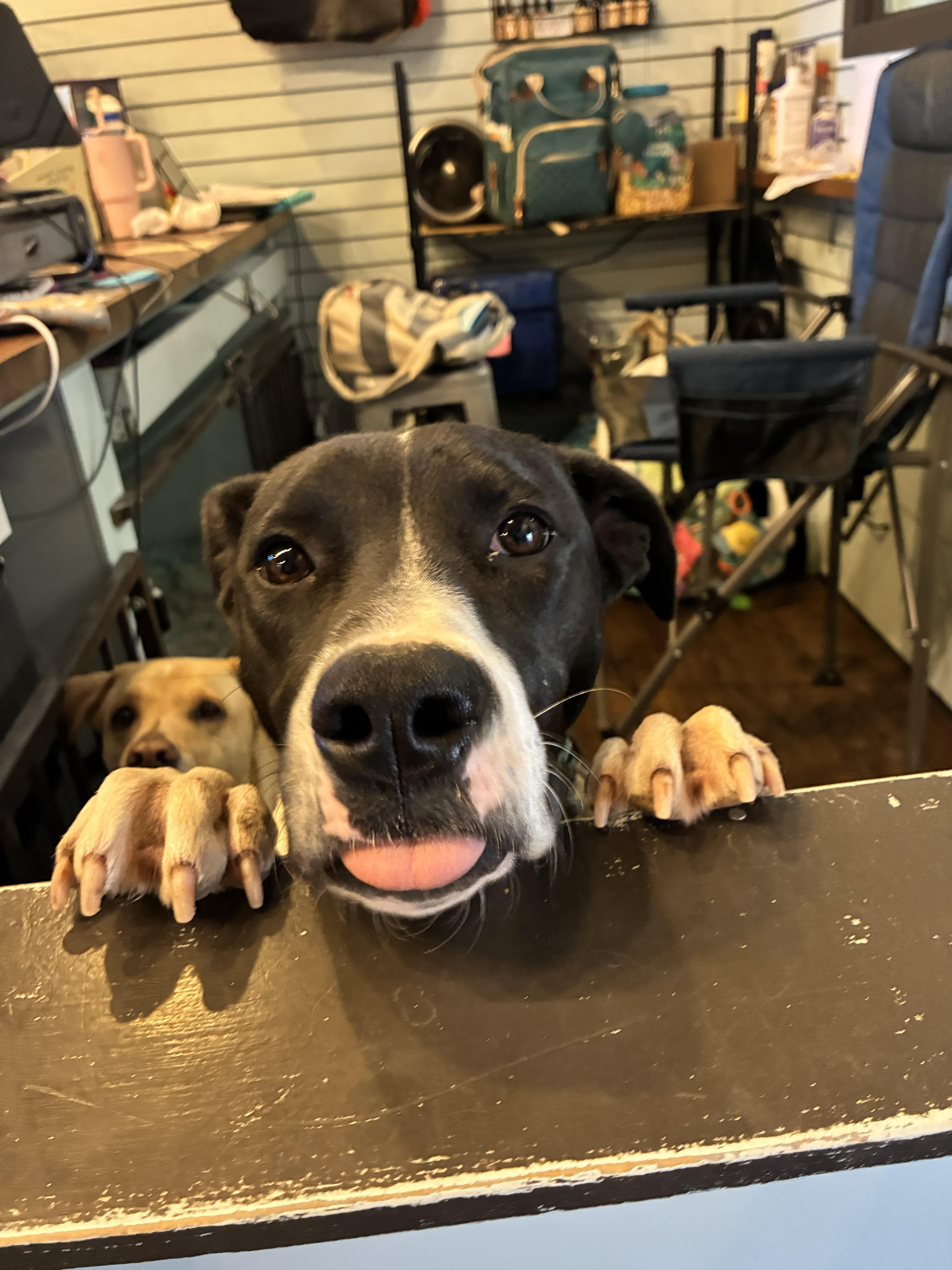 Hip Hop, a Adoptable Australian Cattle Dog / Blue Heeler in Colorado Springs, CO image 1/3