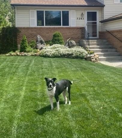 Hip Hop, Adoptable, Young Male Australian Cattle Dog / Blue Heeler.