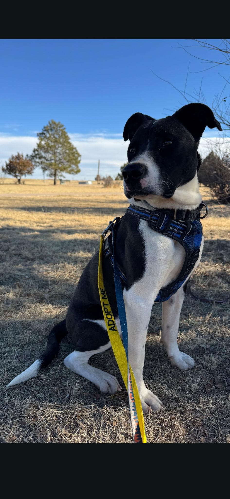 Hip Hop, a Adoptable Australian Cattle Dog / Blue Heeler in Colorado Springs, CO image 2/3