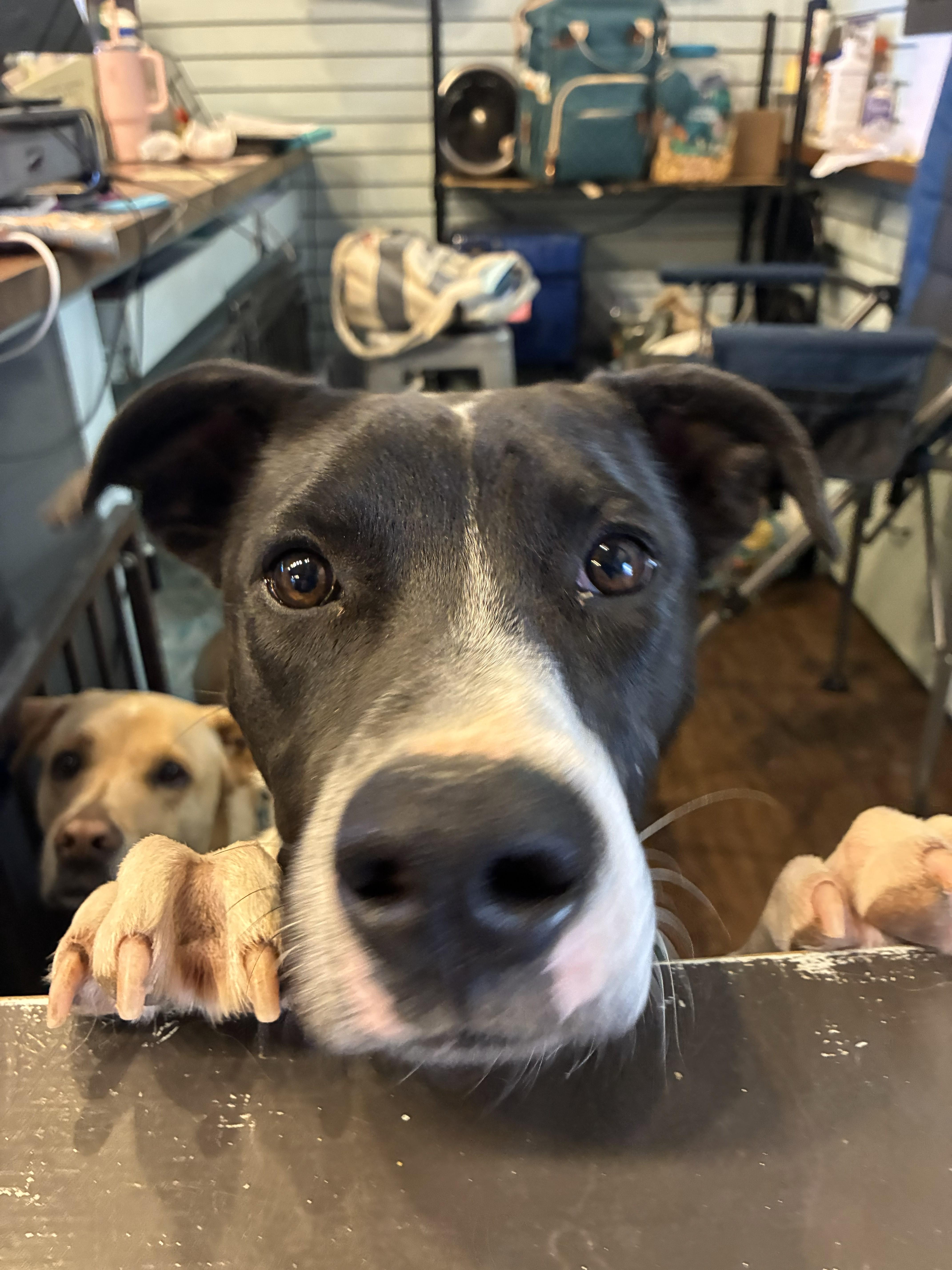 Hip Hop, a Adoptable Australian Cattle Dog / Blue Heeler in Colorado Springs, CO image 3/3