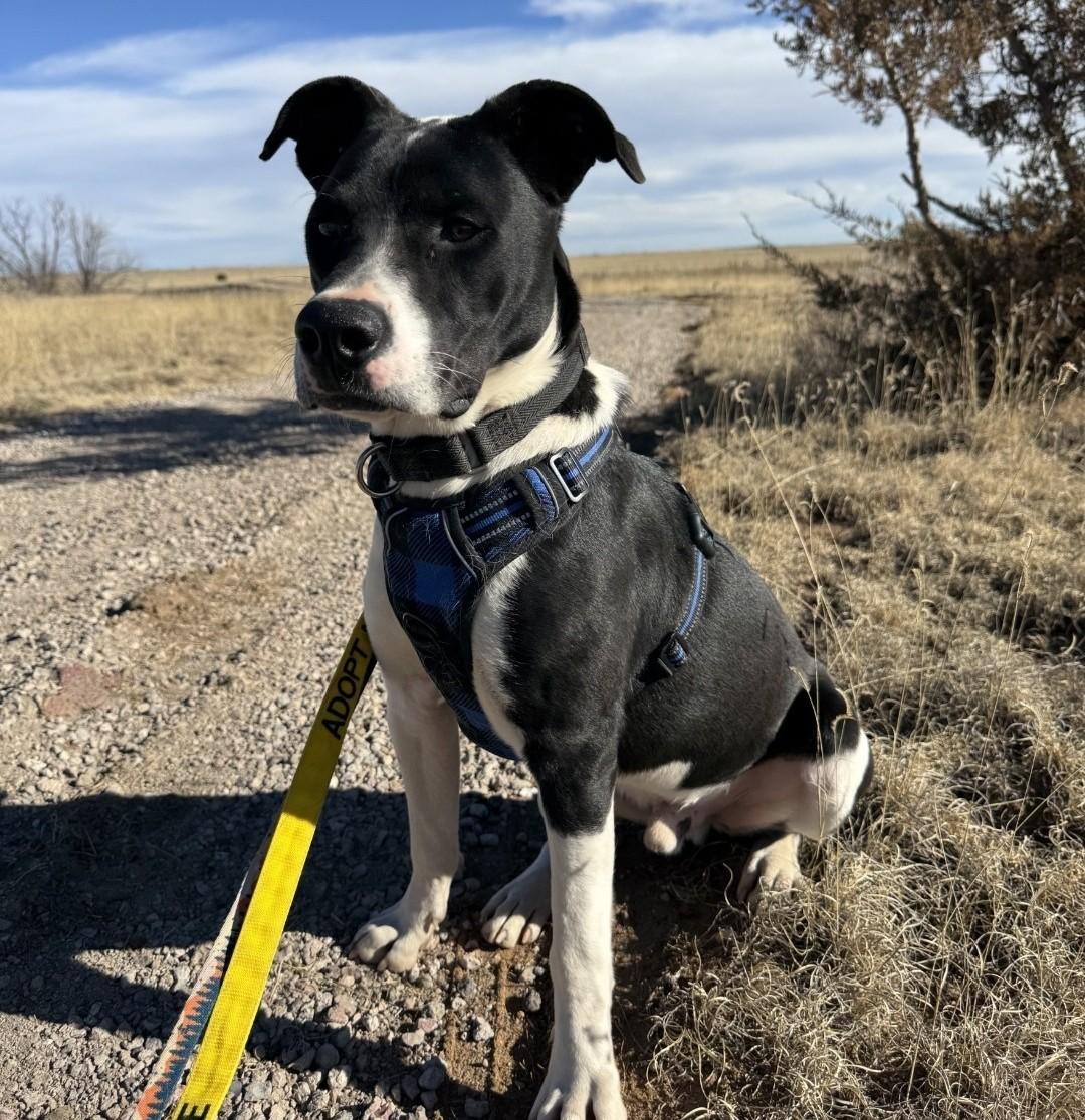 Hip Hop, a Adoptable Australian Cattle Dog / Blue Heeler in Colorado Springs, CO image 4/6