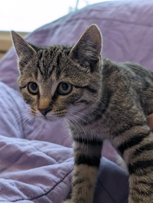 Grazie, Adoptable, Young Female Domestic Short Hair.