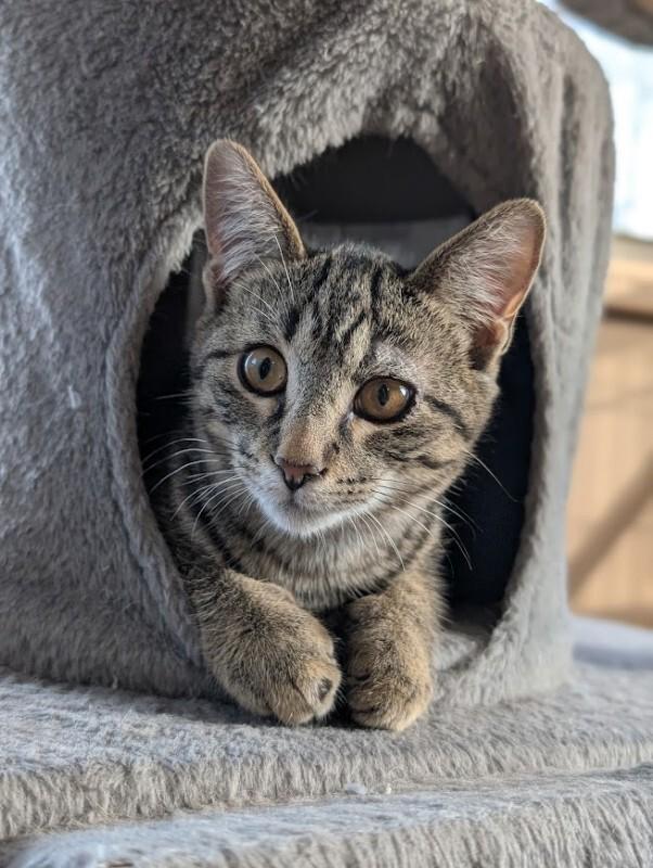 Enlarge Grazie, a Adoptable Domestic Short Hair in Adrian, MI image 2/2