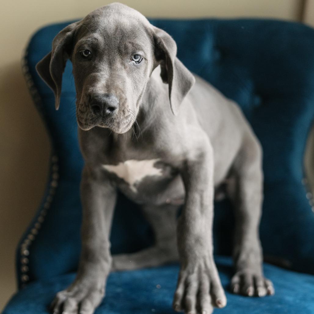 Enlarge Danielle, an adopted Great Dane in Zionsville, IN image 1/1