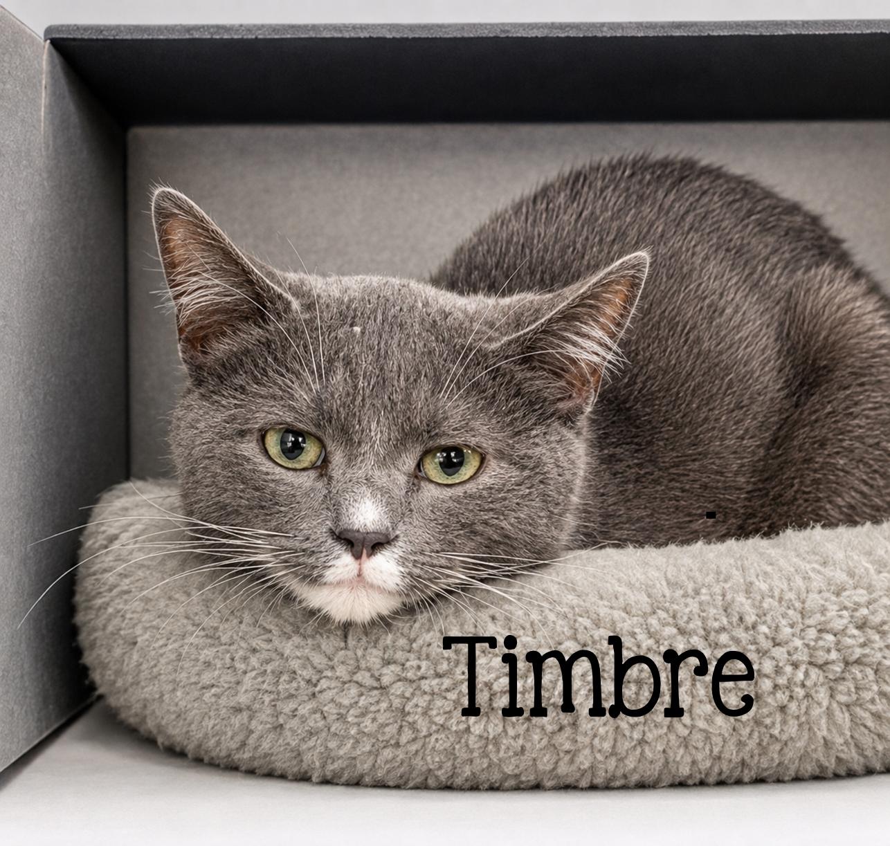 Enlarge Timbre...dressed to impress, born to snuggle, a Adoptable mixed breed in Murfreesboro, TN image 2/4