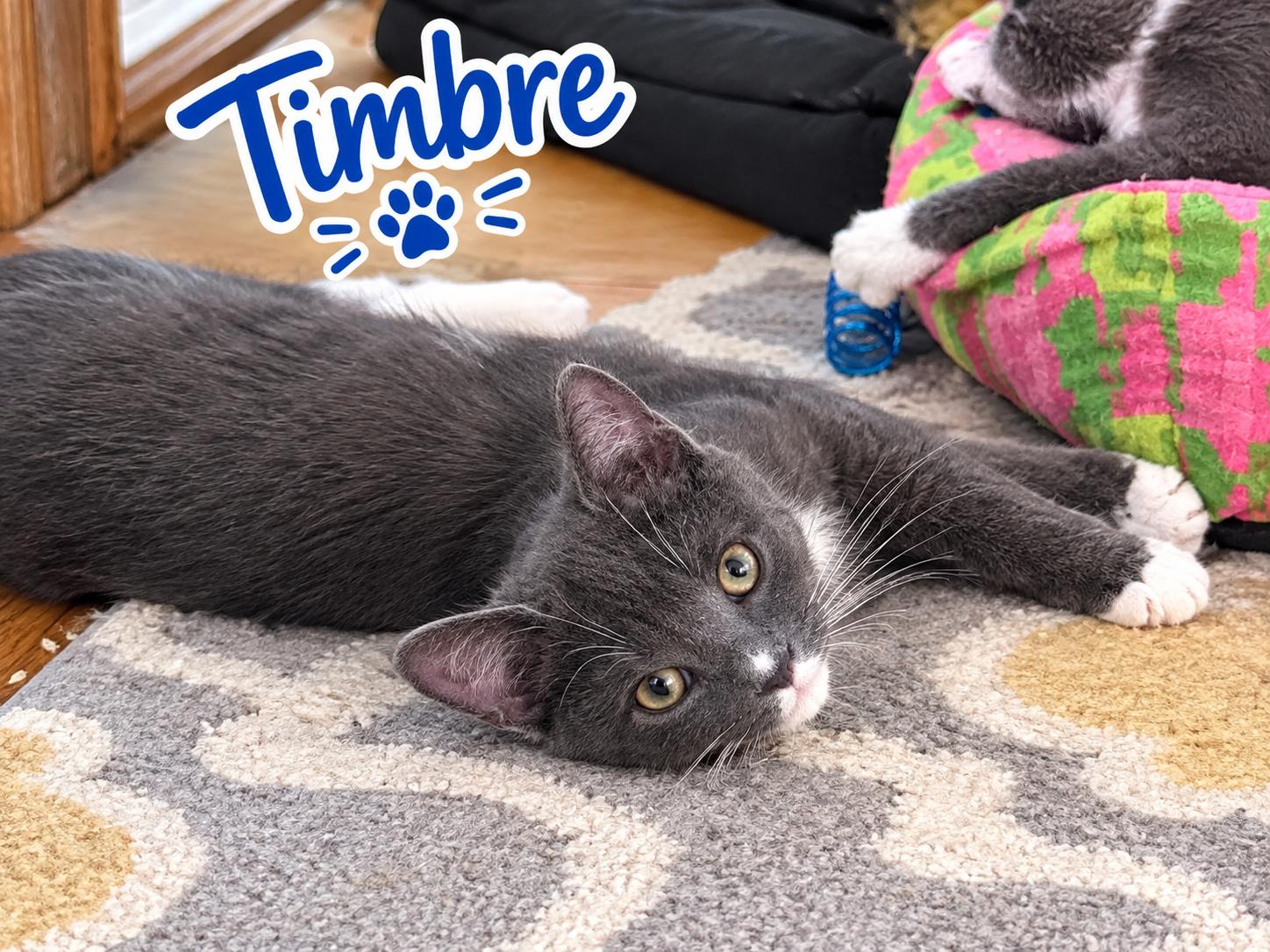 Timbre...dressed to impress, born to snuggle, Adoptable, Kitten Female Domestic Short Hair & Tuxedo.