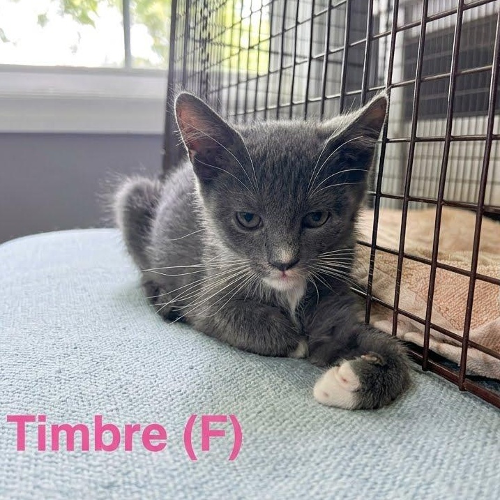 Enlarge Timbre...dressed to impress, born to snuggle, a Adoptable mixed breed in Murfreesboro, TN image 4/4