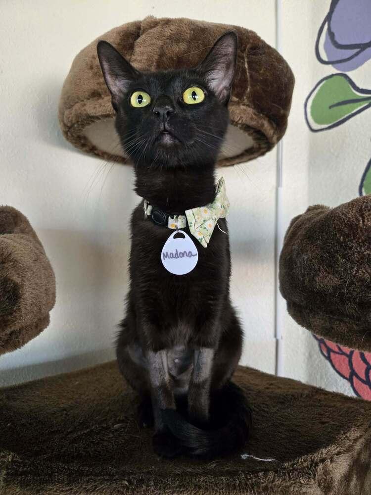 Madonna, Adoptable, Young Female Domestic Short Hair.