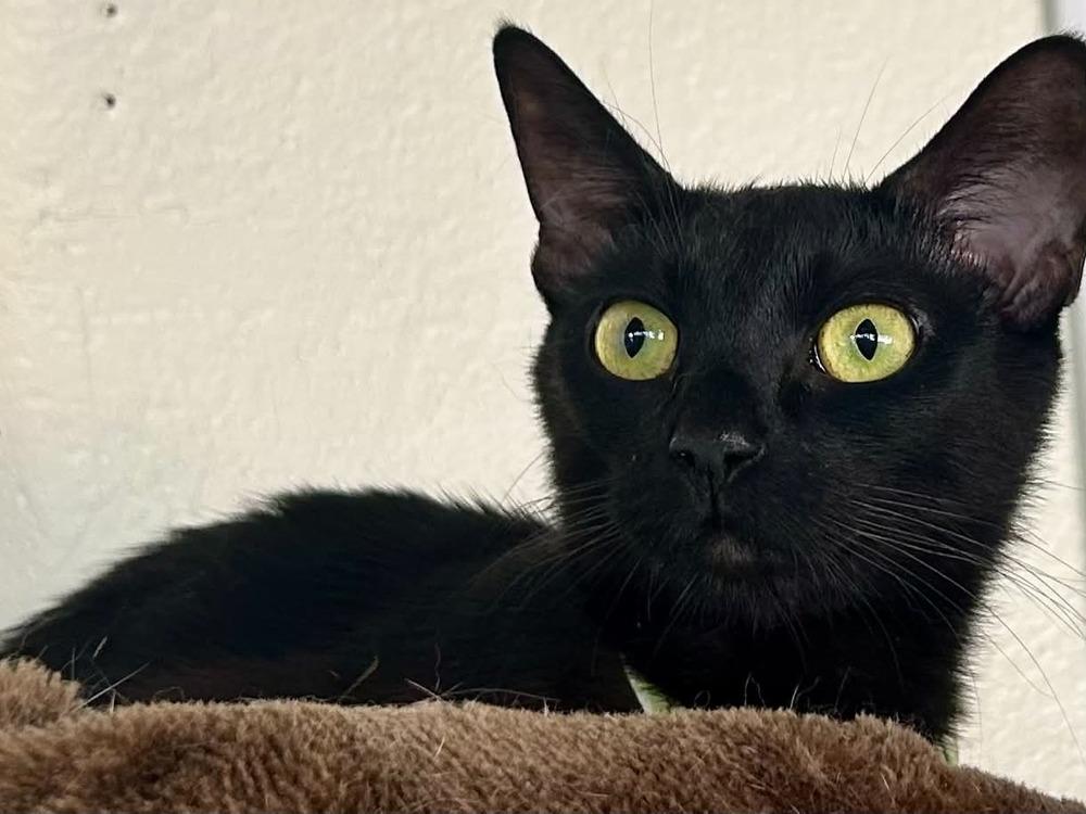 Enlarge Madonna, a Adoptable mixed breed in tucson, AZ image 2/2