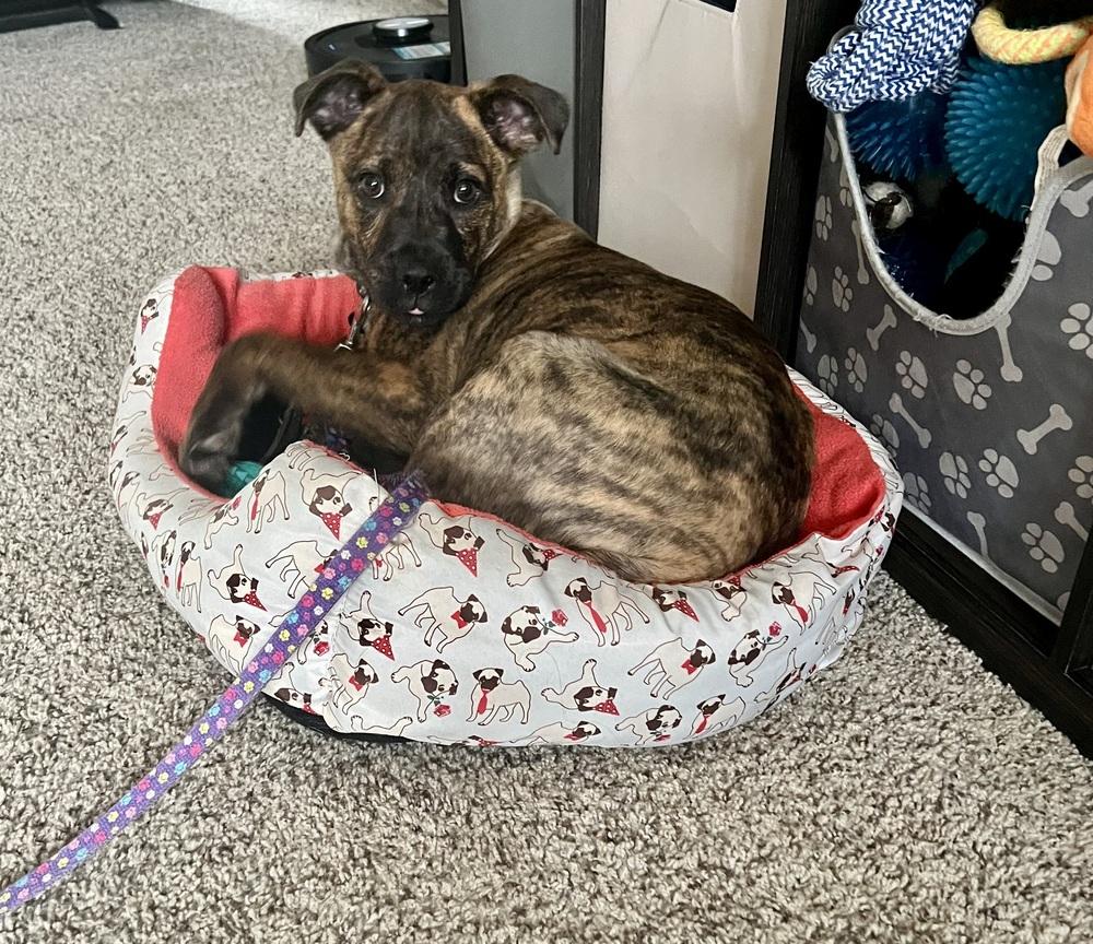 Darcy, Adoptable, Puppy Female Mixed Breed.