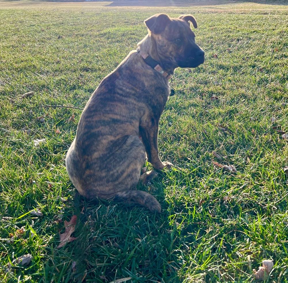 Enlarge Darcy, a Adoptable mixed breed in Springdale, PA image 2/6