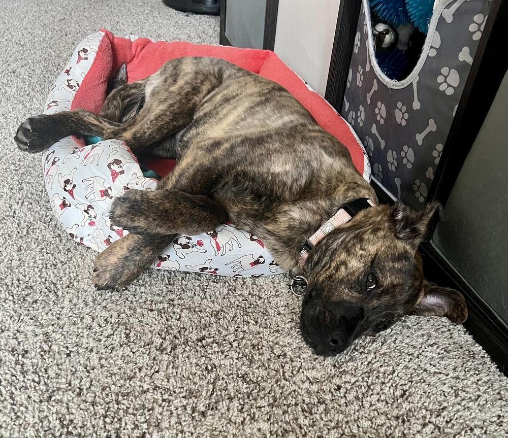 Enlarge Darcy, a Adoptable mixed breed in Springdale, PA image 4/6