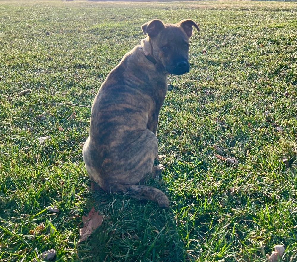 Enlarge Darcy, a Adoptable mixed breed in Springdale, PA image 5/6