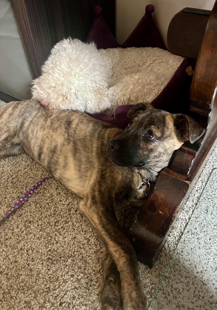 Enlarge Darcy, a Adoptable mixed breed in Springdale, PA image 6/6