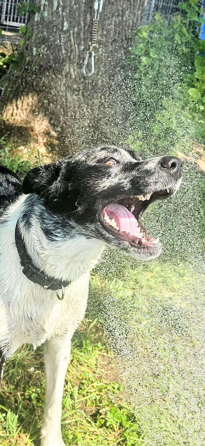 ROCKY, a Adoptable Catahoula Leopard Dog in Kaplan, LA image 1/3