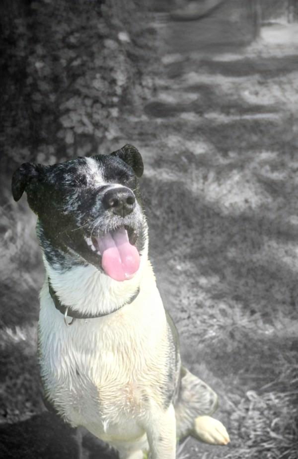 ROCKY, a Adoptable Catahoula Leopard Dog in Kaplan, LA image 2/3