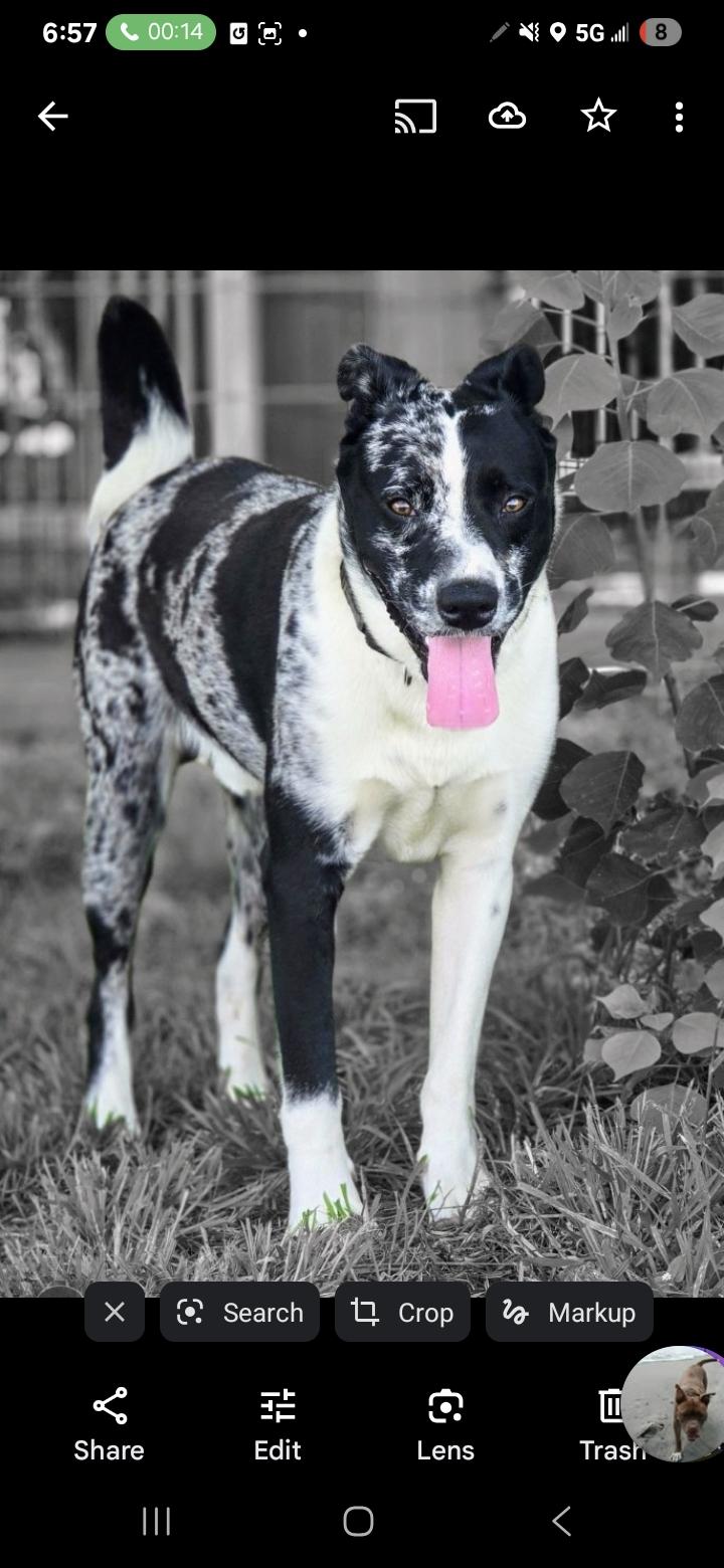 ROCKY, a Adoptable Catahoula Leopard Dog in Kaplan, LA image 3/3