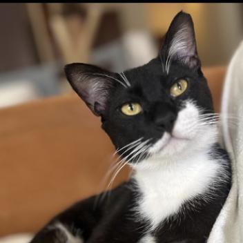 Enlarge Domino Qatar, a Adoptable Domestic Short Hair in Merrifield, VA image 1/2