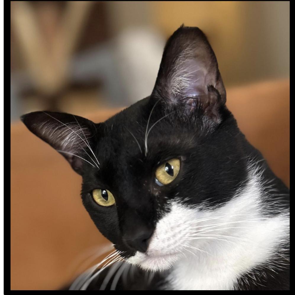 Enlarge Domino Qatar, a Adoptable Domestic Short Hair in Merrifield, VA image 2/2