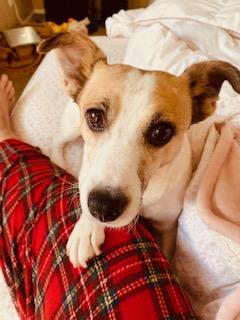 Enlarge Betty , a ADOPTABLE Jack Russell Terrier in Moorpark, CA image 3/4
