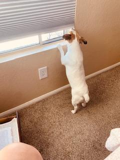 Enlarge Betty , a ADOPTABLE Jack Russell Terrier in Moorpark, CA image 2/4