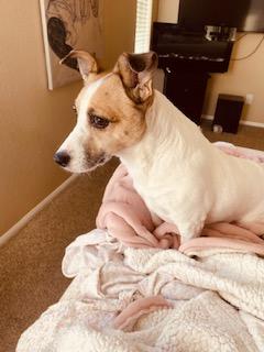 Betty , ADOPTABLE, Adult Female Jack Russell Terrier.
