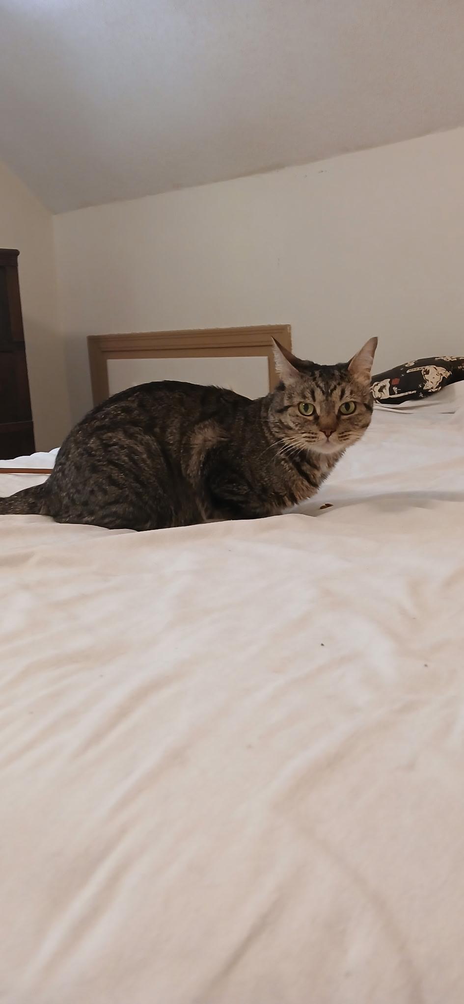 Felix, Adoptable, Adult Male Domestic Short Hair.