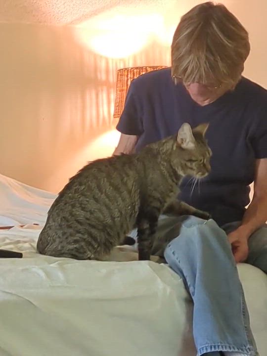 Enlarge Felix, a Adoptable Domestic Short Hair in New Britain, CT video 3/3