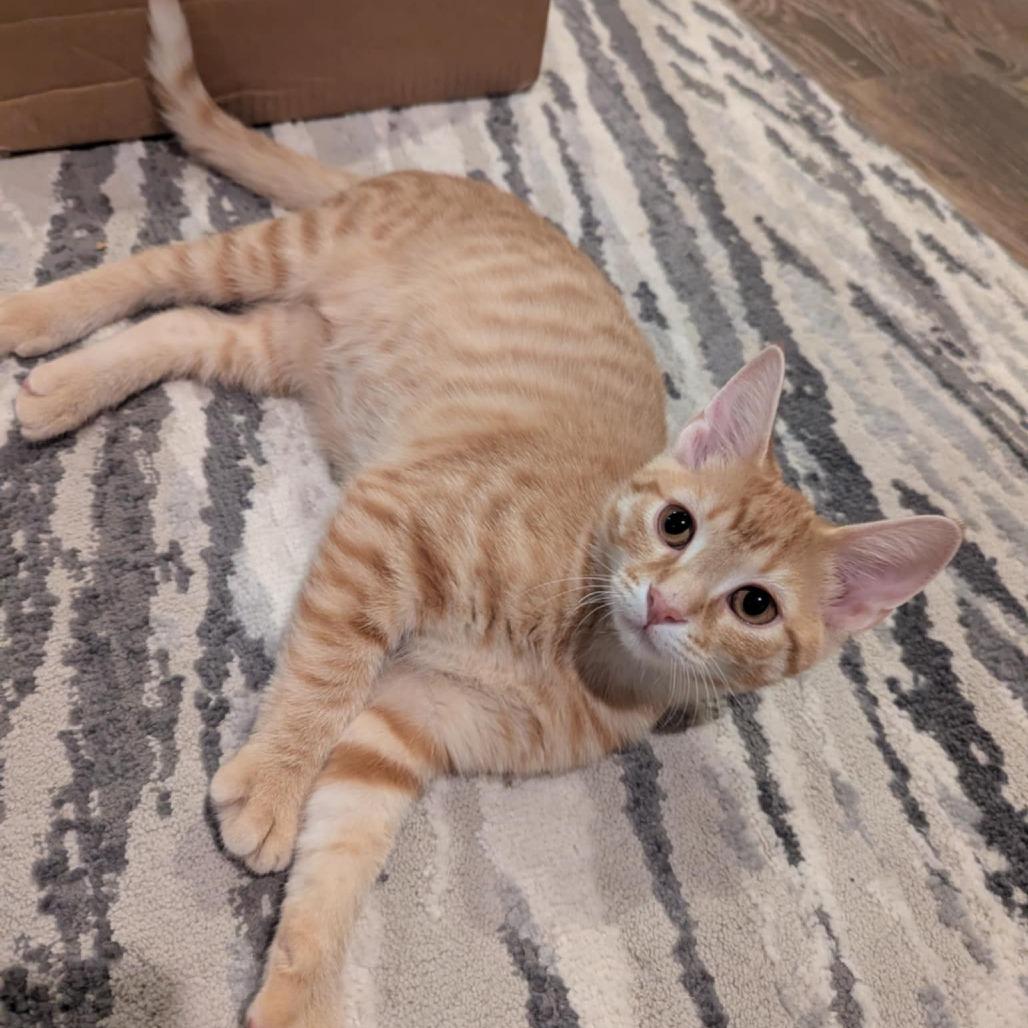 Fanta, Adoptable, Young Female Domestic Short Hair & Domestic Short Hair.