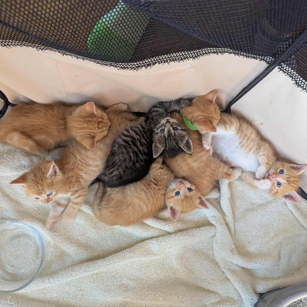 Enlarge Fanta, a Adoptable mixed breed in La Grange, KY image 2/4