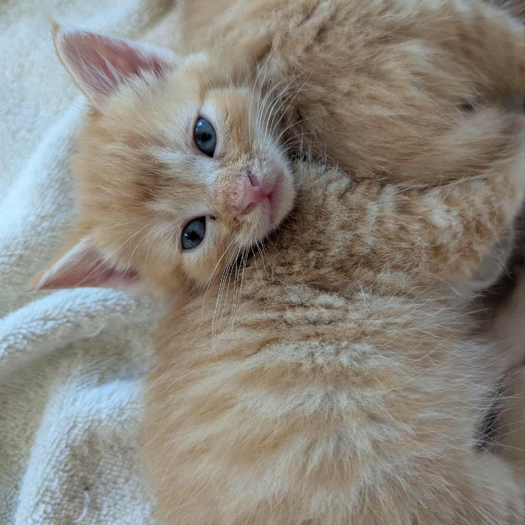 Enlarge Fanta, a Adoptable mixed breed in La Grange, KY image 3/4