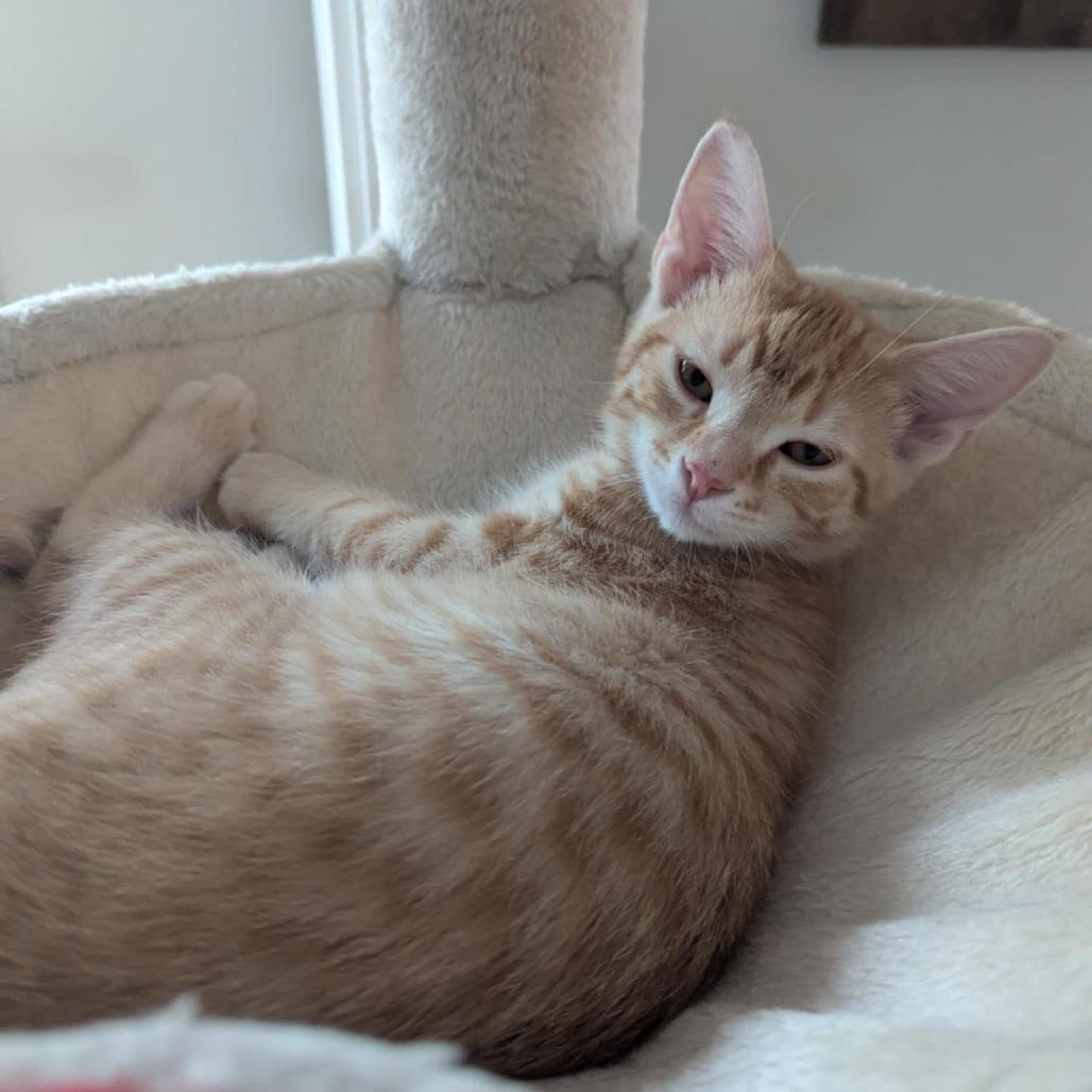 Enlarge Fanta, a Adoptable mixed breed in La Grange, KY image 4/4