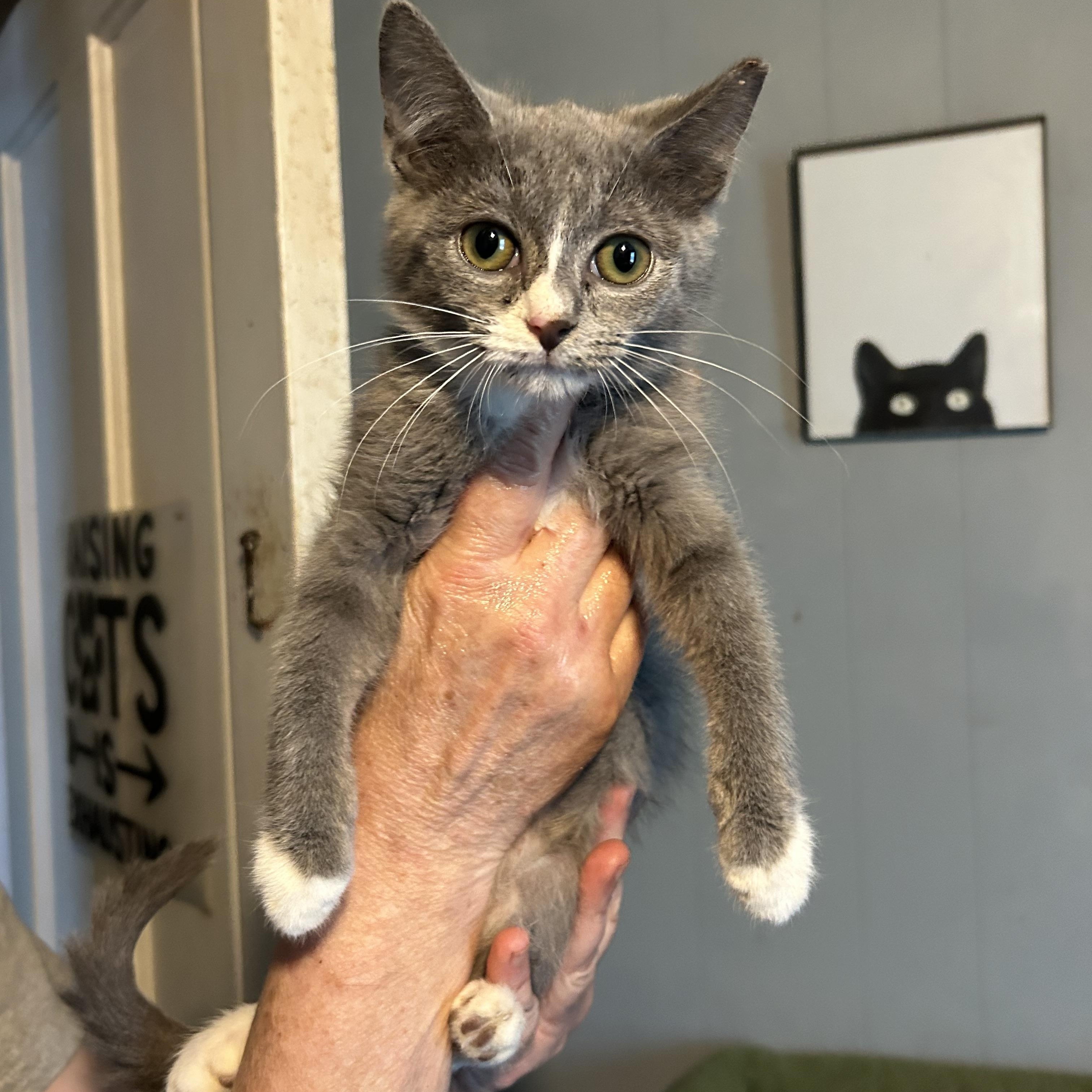 Enlarge Gretel, a Adopted mixed breed in Parma, OH image 1/1