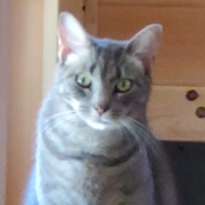 Conway, a Adoptable Domestic Short Hair in Camden, TN image 1/2