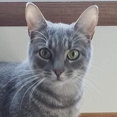 Enlarge Conway, a Adoptable Domestic Short Hair in Camden, TN image 1/1