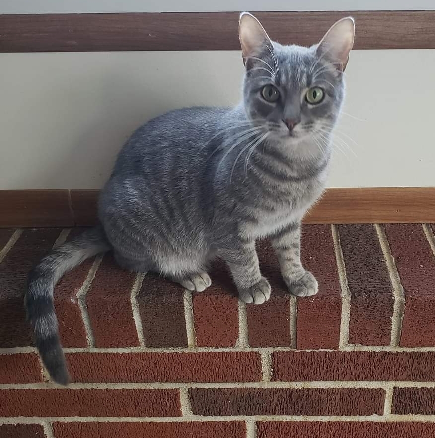 Conway, a Adoptable Domestic Short Hair in Camden, TN image 2/2