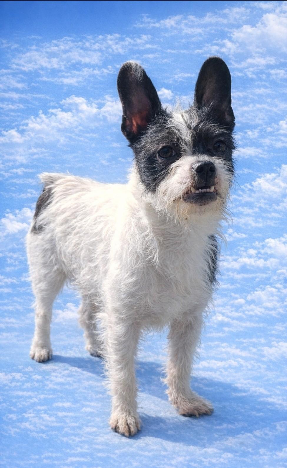 Mayita, ADOPTABLE, Young Female Chihuahua & Boston Terrier.