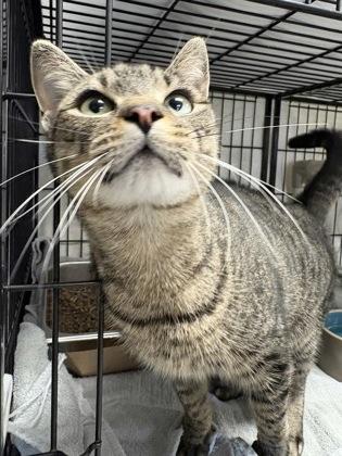 Enlarge Kim, a Adoptable Domestic Short Hair in Lowell, MA image 1/3