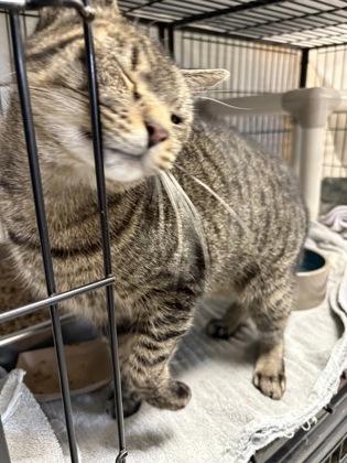 Enlarge Kim, a Adoptable Domestic Short Hair in Lowell, MA image 2/3