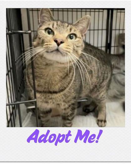 Enlarge Kim, a Adoptable Domestic Short Hair in Lowell, MA image 3/3