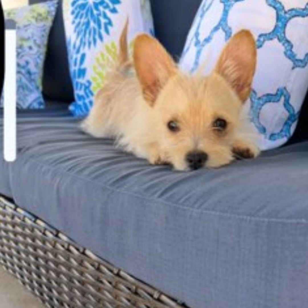 Enlarge TJ, a ADOPTABLE Yorkshire Terrier in Greenville, SC image 4/4