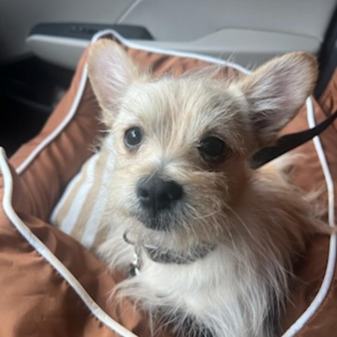 Enlarge TJ, a ADOPTABLE Yorkshire Terrier in Greenville, SC image 2/4