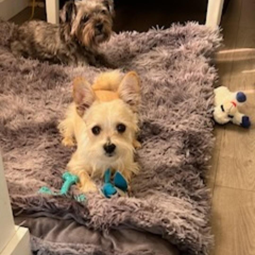 Enlarge TJ, a ADOPTABLE Yorkshire Terrier in Greenville, SC image 3/4