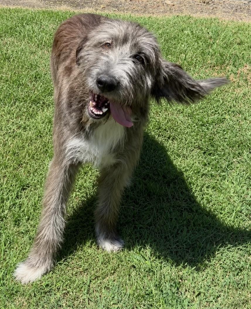 Buddy, a ADOPTABLE Irish Wolfhound in Wagoner, OK image 3/6