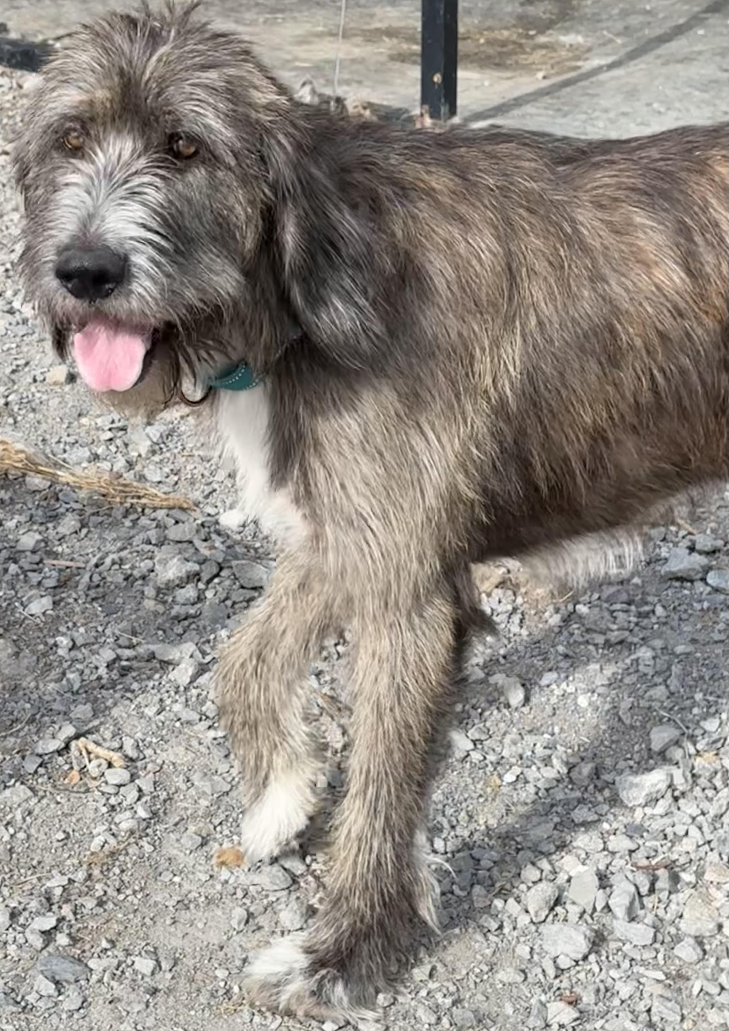 Buddy, a ADOPTABLE Irish Wolfhound in Wagoner, OK image 2/6