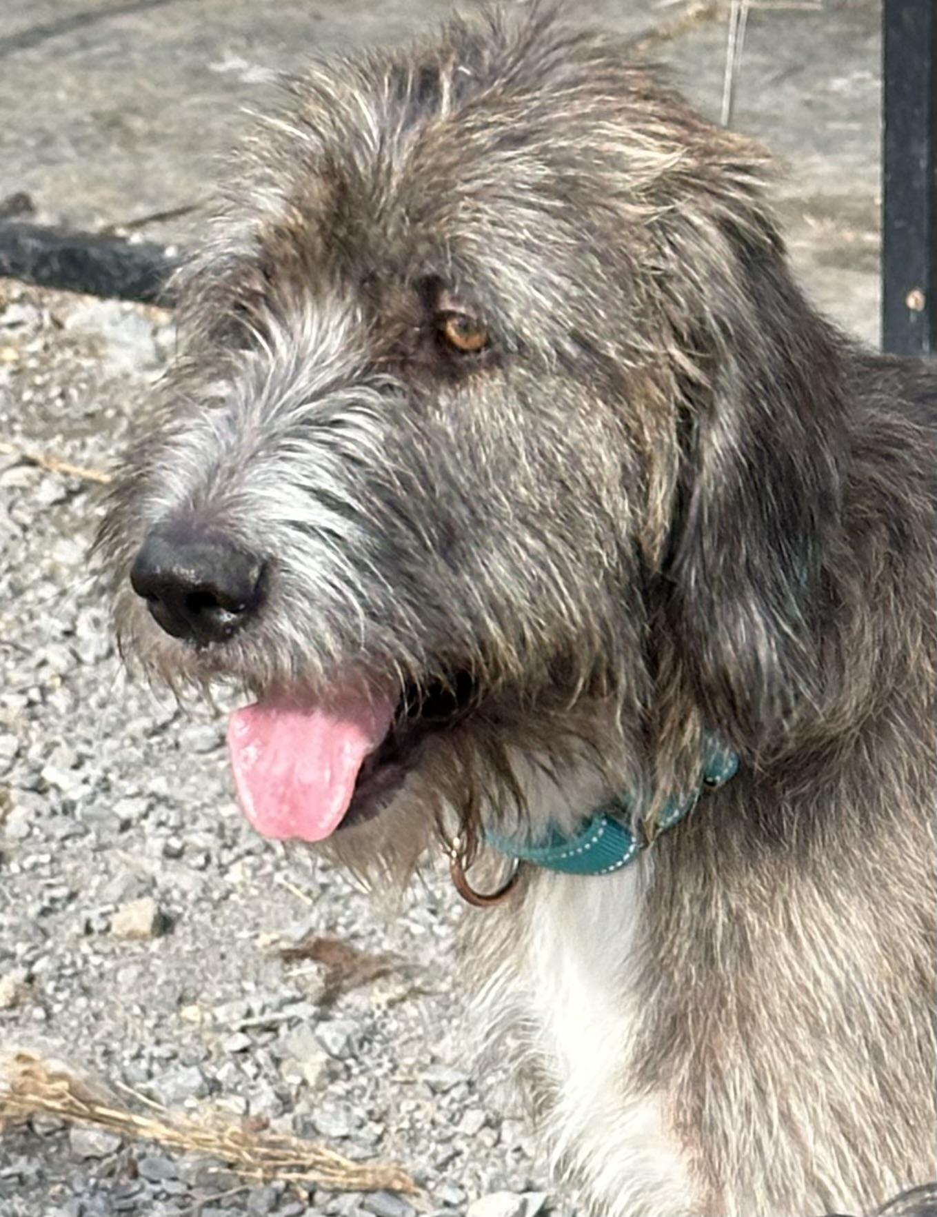 Buddy, a ADOPTABLE Irish Wolfhound in Wagoner, OK image 6/6