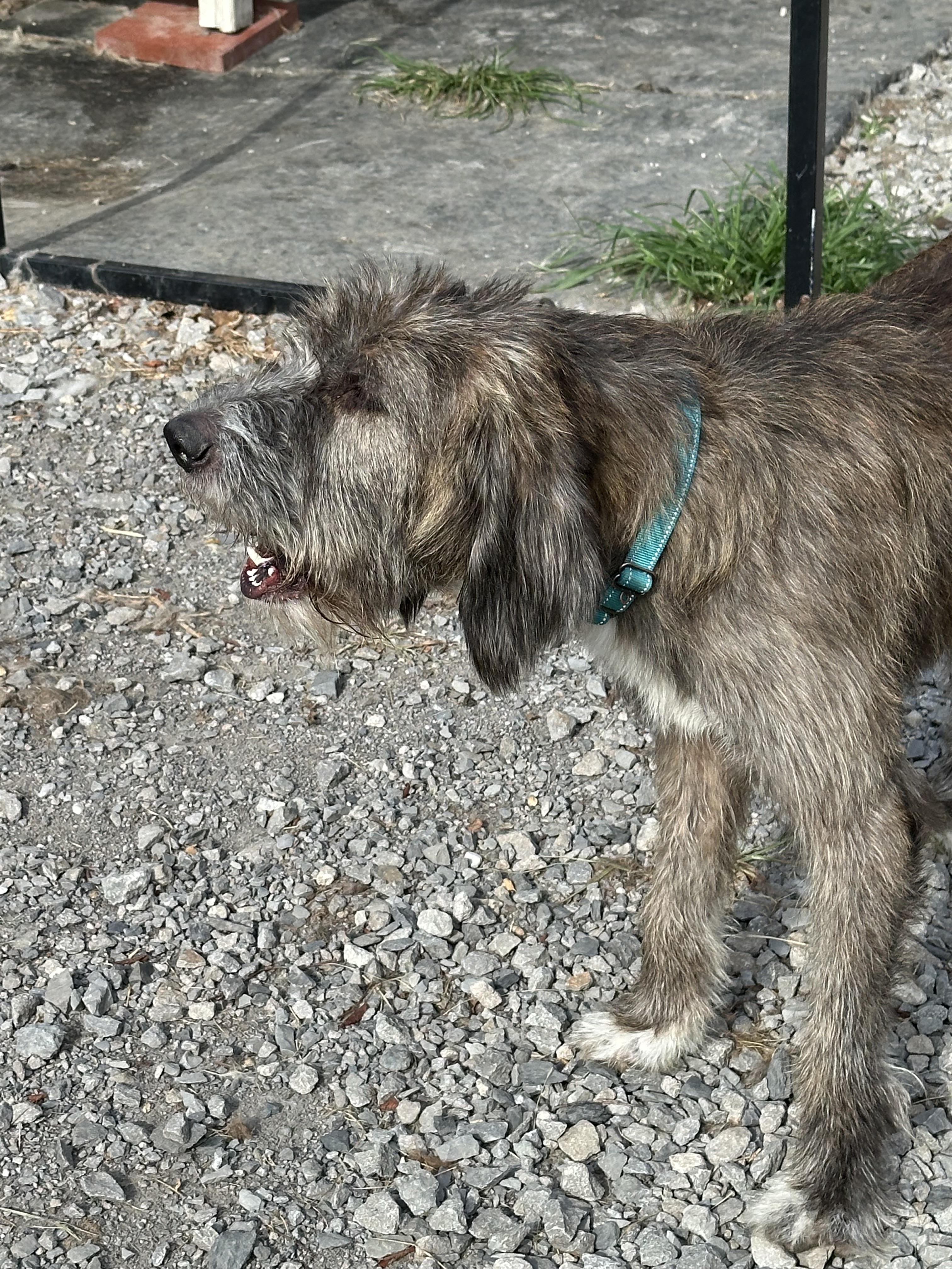Buddy, a ADOPTABLE Irish Wolfhound in Wagoner, OK image 4/6