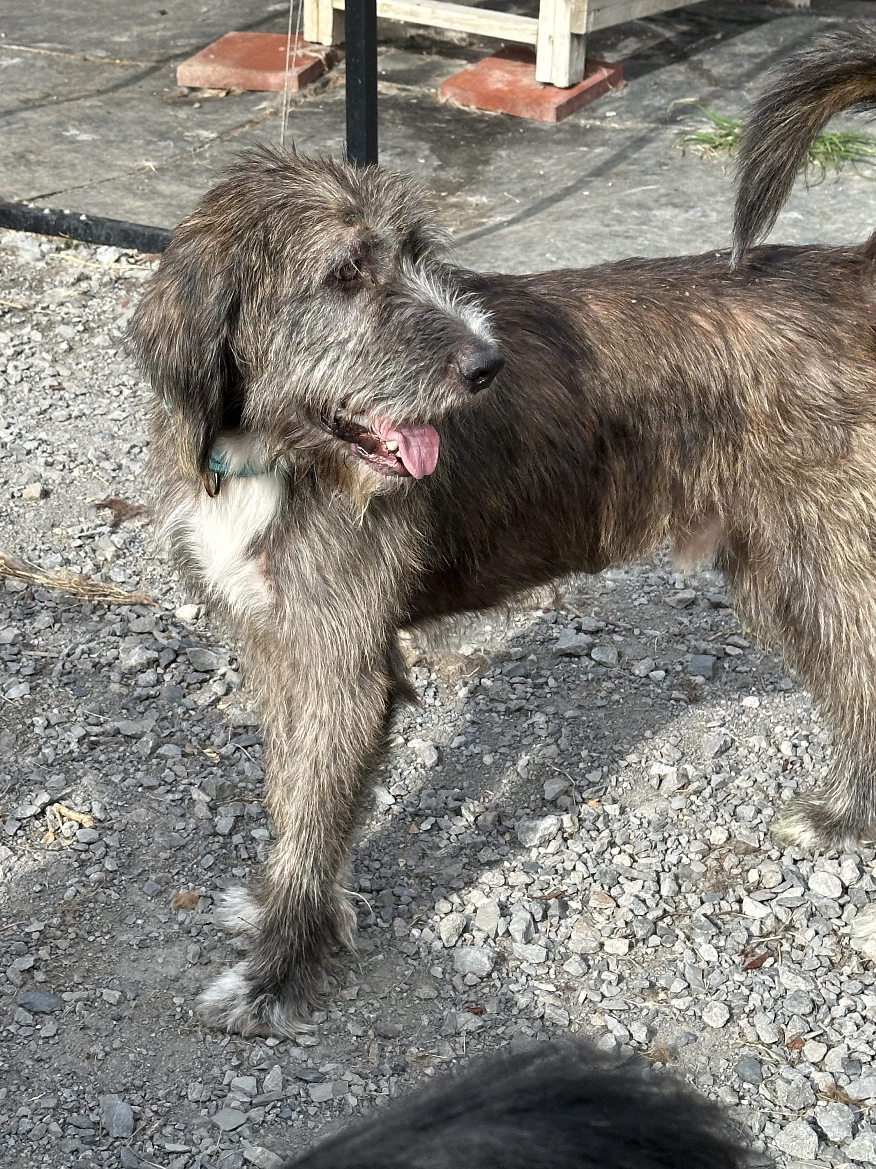 Buddy, a ADOPTABLE Irish Wolfhound in Wagoner, OK image 5/6